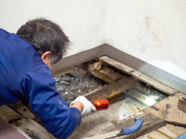 Best White Mold Remediation in Pacheco, CA