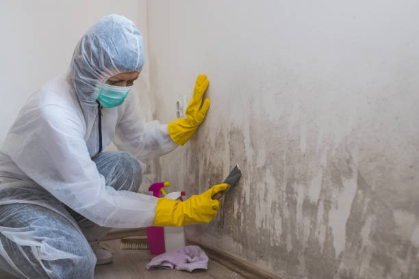 Best Mold Testing and Inspection Services in Pacheco, CA