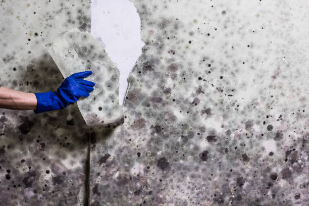 Best HVAC Mold Remediation in Pacheco, CA
