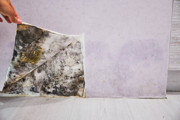 Pacheco, CA Mold Remediation Company